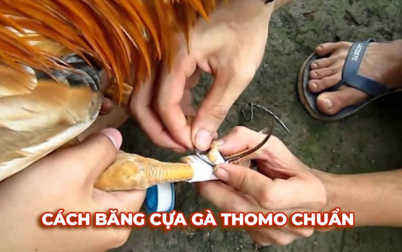 Khám phá cách băng cựa gà Thomo cực chuẩn từ Dagac1