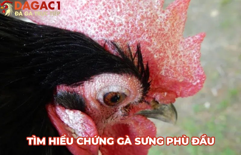 Dấu hiệu gà sưng phù đầu, cách phòng bệnh và điều trị cho gà