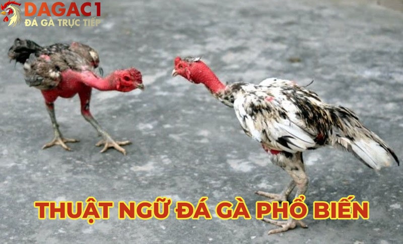 Tổng hợp những thuật ngữ đá gà phổ biến nhất hiện nay