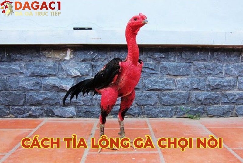 Hướng dẫn cách tỉa lông gà chọi nòi đơn giản, thẩm mỹ